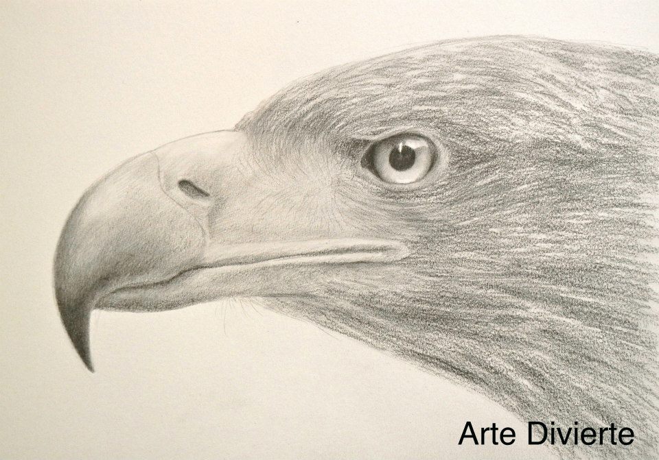 Como dibujar una cabeza de aguila by LeonardoPereznieto on DeviantArt Como dibujar una cabeza de aguila by LeonardoPereznieto on DeviantArt