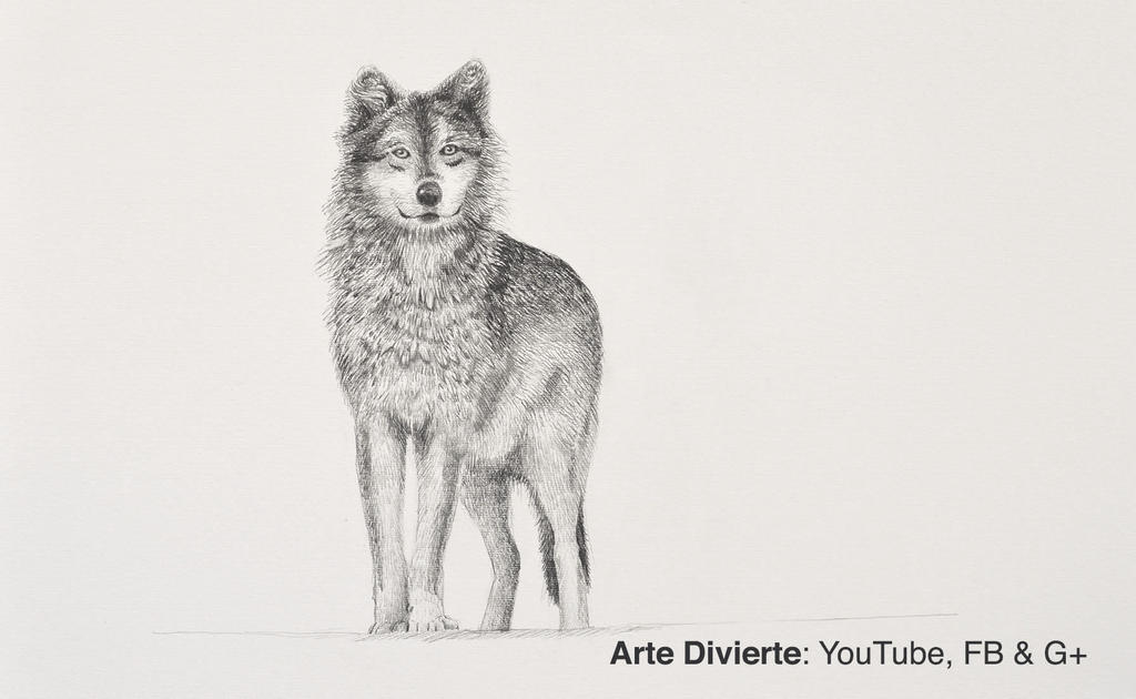Como dibujar un lobo a lapiz - Narrado by LeonardoPereznieto on DeviantArt