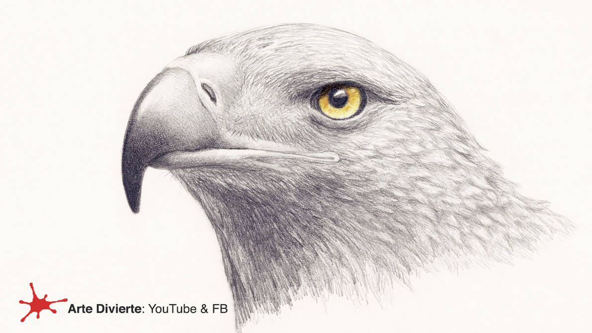 COMO DIBUJAR UNA CABEZA DE AGUILA REAL - Narrado by LeonardoPereznieto on DeviantArt COMO DIBUJAR UNA CABEZA DE AGUILA REAL - Narrado by LeonardoPereznieto on DeviantArt