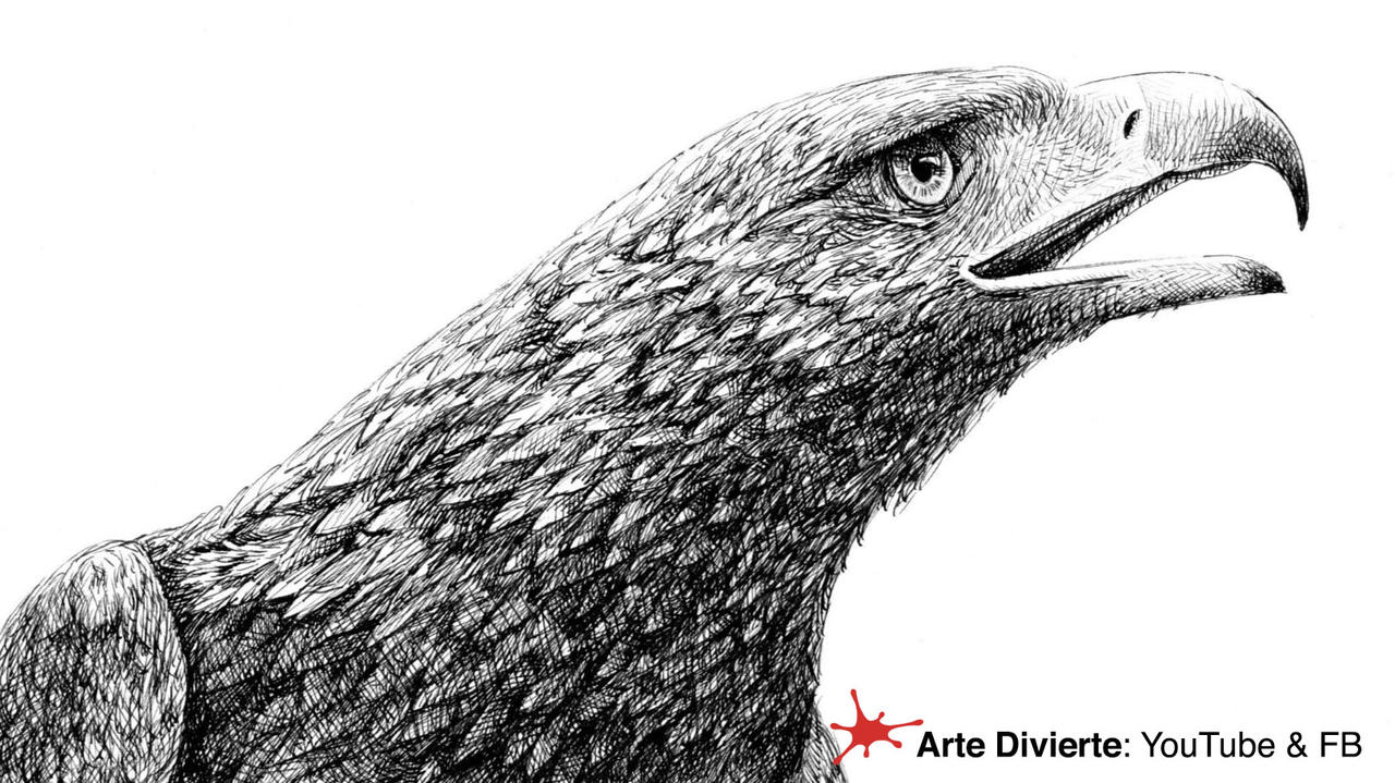 COMO DIBUJAR UNA CABEZA DE AGUILA REAL - realista by LeonardoPereznieto on DeviantArt COMO DIBUJAR UNA CABEZA DE AGUILA REAL - realista by LeonardoPereznieto on DeviantArt