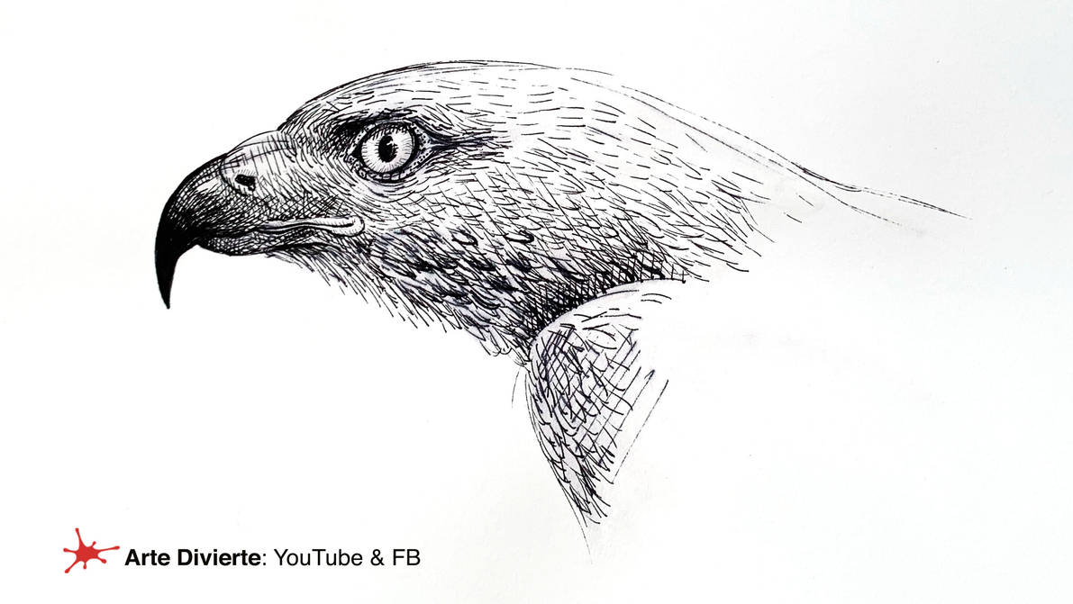 COMO DIBUJAR UNA CABEZA DE AZOR (aguila/halcon) by LeonardoPereznieto on DeviantArt COMO DIBUJAR UNA CABEZA DE AZOR (aguila/halcon) by LeonardoPereznieto on DeviantArt