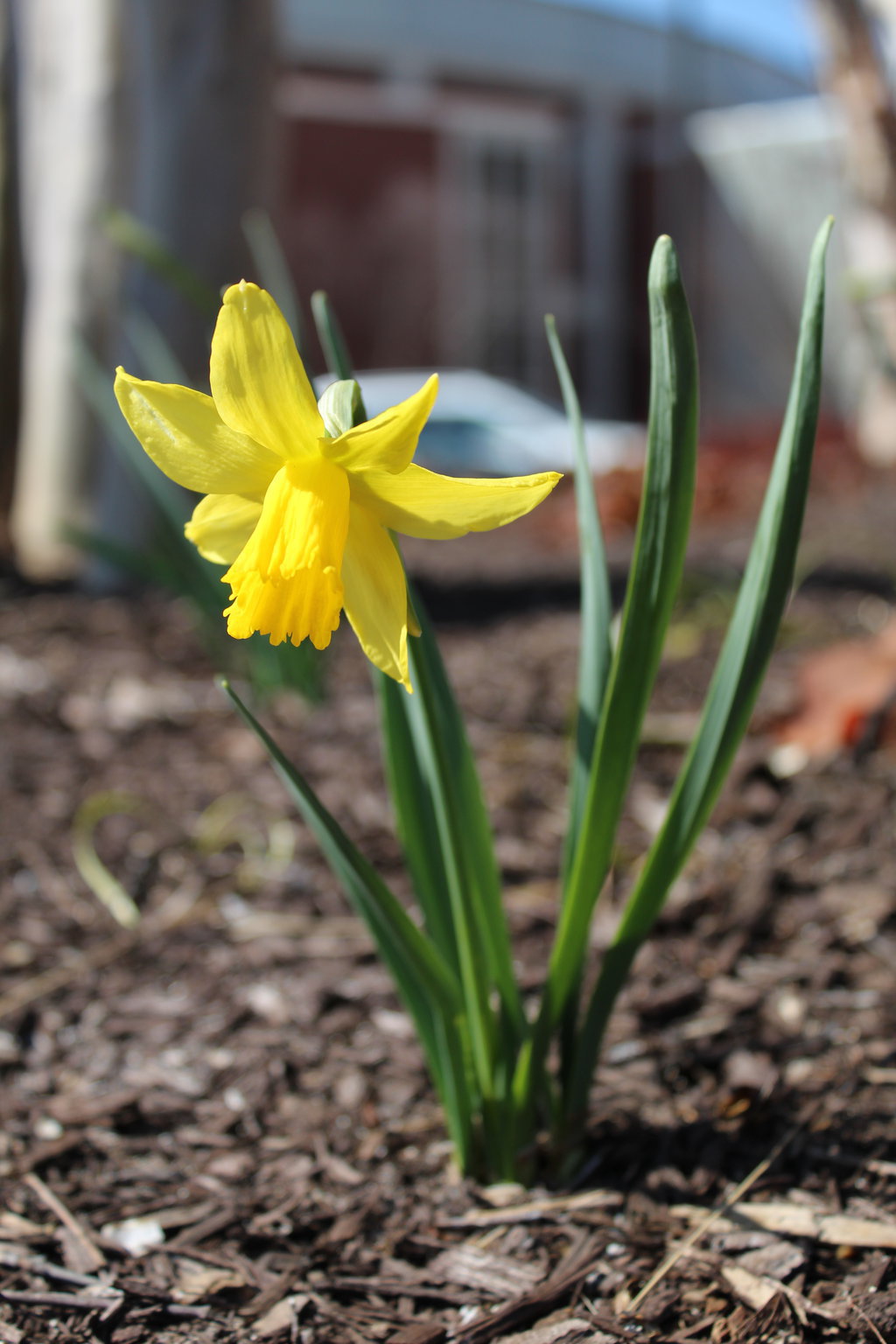 Easter Flower