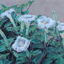 Moonflowers 1