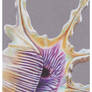 Shells - Scorpion Shell