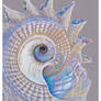 Shells - Astraea