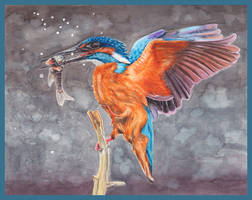 Kingfisher