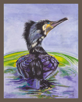 Crested Cormorant