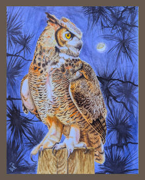 Horned Owl