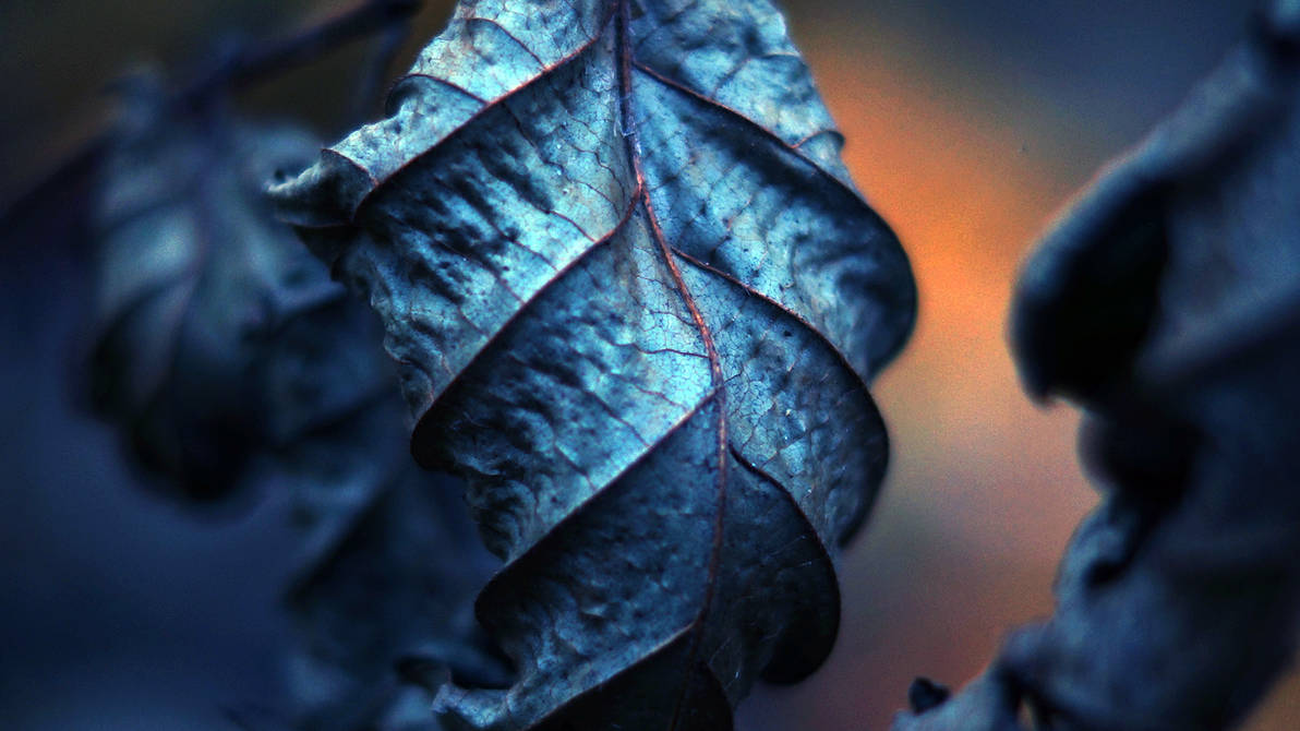 Untitled Leaf by SuicidalMushroom