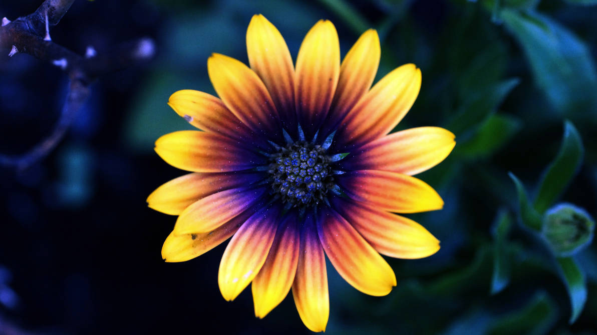 FullFlower