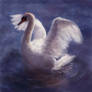 Swan Grace