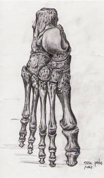 Bone Studies 05 - Ossa Pedis