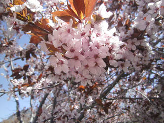 Pink Flowers