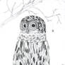 VDM's Barred Owl