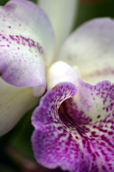 Mottled Orchid