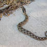 Eastern Hognose Snake