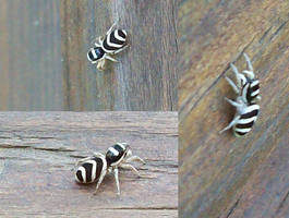 Zebra Spider