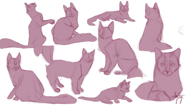 Cat Anatomy Study