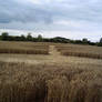 CROP CIRCLE 2005