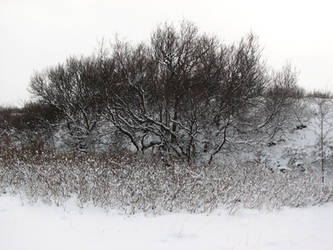 Frozen trees