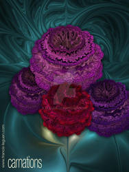 Carnations by leguen