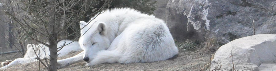 arctic wolf sleeping