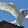 European barn owl