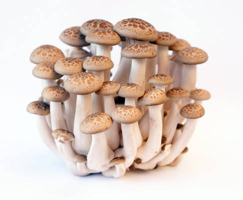 Buna Shimeji Mushroom 4