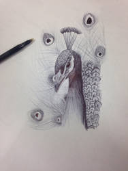 Peacock Ballpoint Pen Doodle