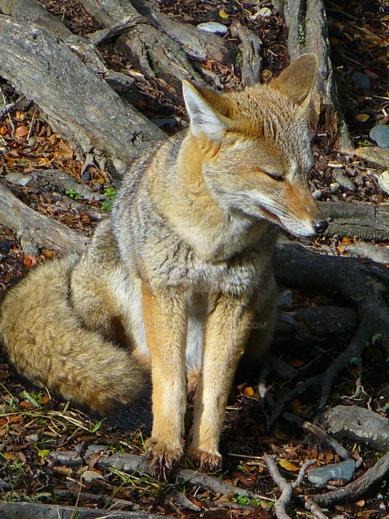 Grey Fox