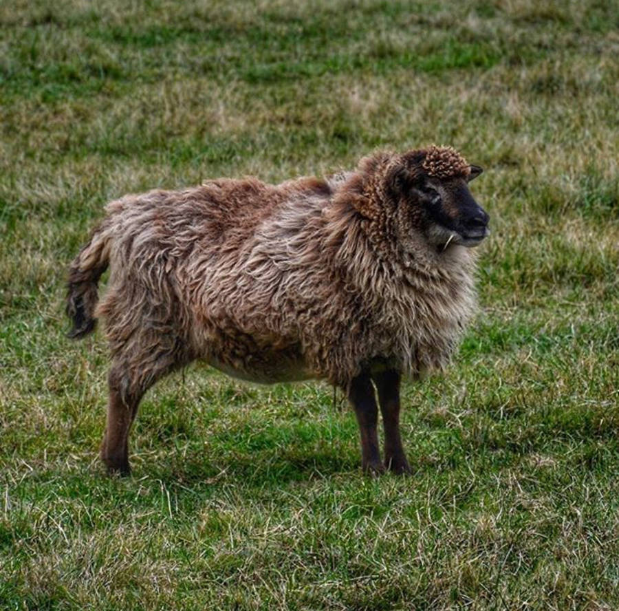 Woolly Razorback Wooly the sheep by Kokomo616 on DeviantArt