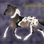 Cavitto Foal 1663