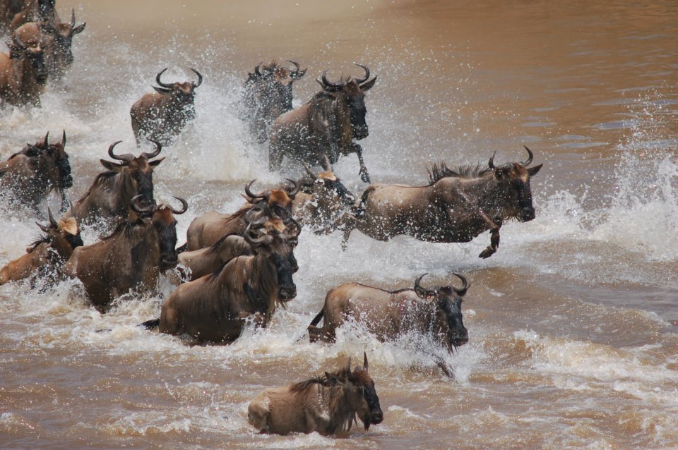 Wildebeest Stampede II