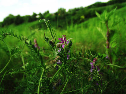 wildflowers