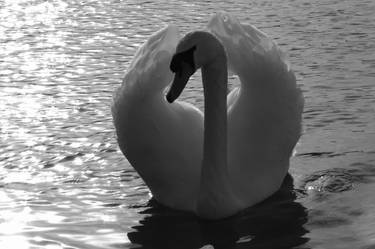 Swan