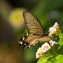 Swallowtail Butterfly