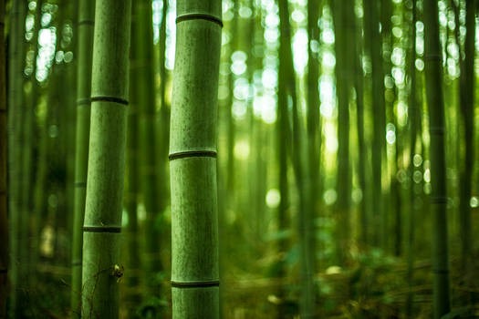 Arashiyama Bamboo Forest