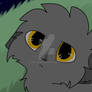 Graystripe Looking at the Stars