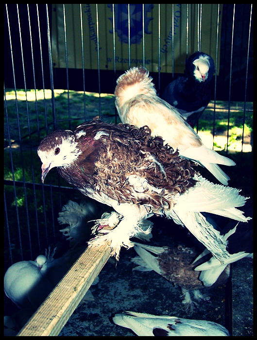 galob 2 by MissQest on DeviantArt