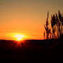 Winter sunset through the reeds