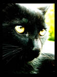 My cat by BeastClementine
