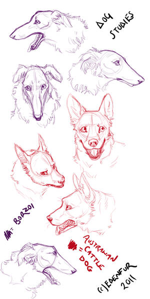 Dog studies