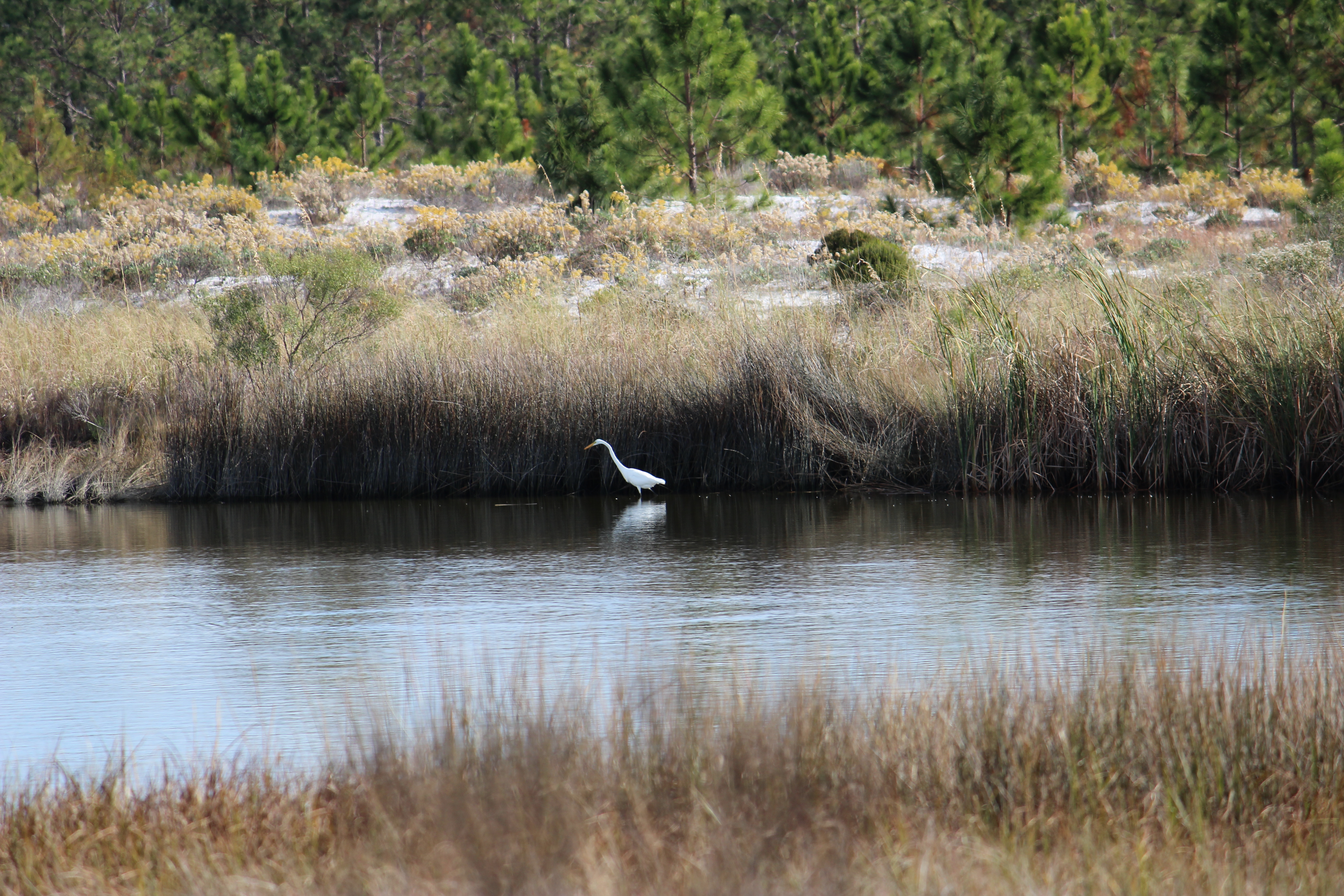 Watching for Fish