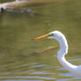 Egret 4