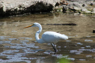 Egret 5