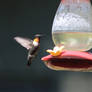 Hummingbirds 2022pt2 329