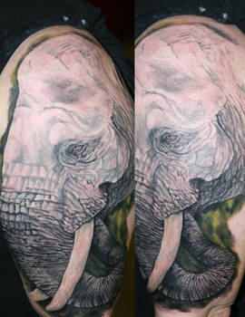 elephant portrait