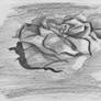 floating rose sketch