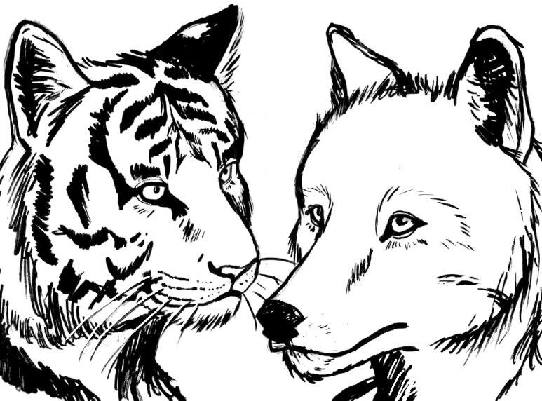 Тигр волк лиса. Волк и тигр. Раскраска волк. Волк и тигр раскраска. Раскраска Лев и тигр.