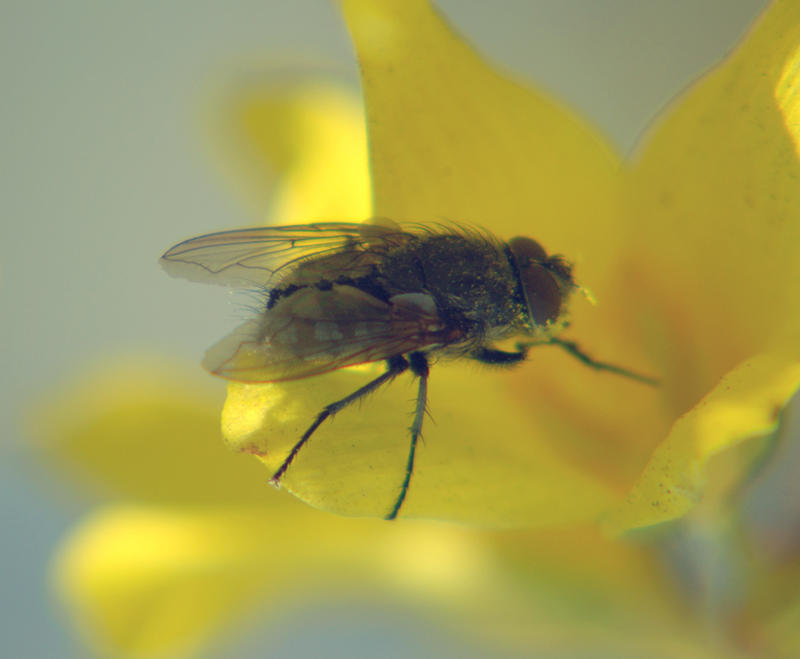 Pollinating Fly Pollinating Fly by CocoaTheMonkey on DeviantArt